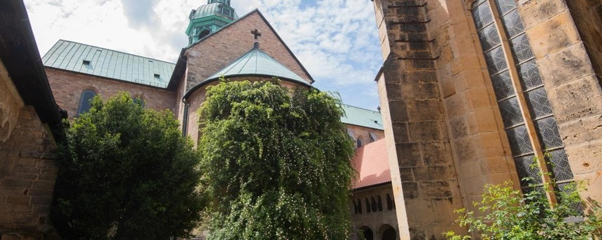 Bụi hồng nghìn tuổi vẫn ra hoa ở Đức 3