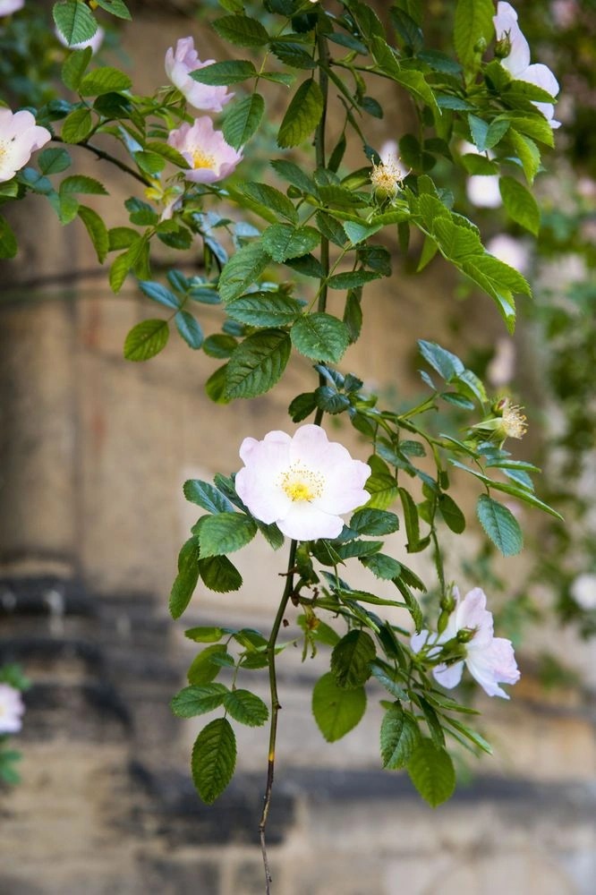 Bụi hồng nghìn tuổi vẫn ra hoa ở Đức 5