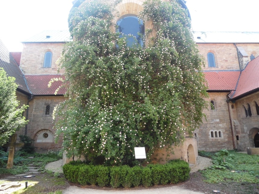 Bụi hồng nghìn tuổi vẫn ra hoa ở Đức 6