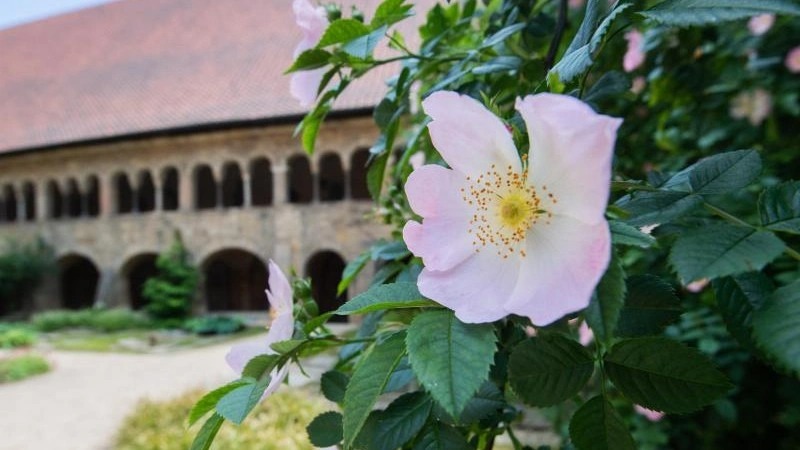 Bụi hồng nghìn tuổi vẫn ra hoa ở Đức 7