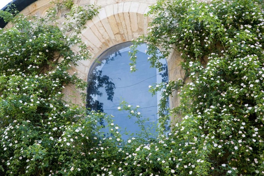 Bụi hồng nghìn tuổi vẫn ra hoa ở Đức 8