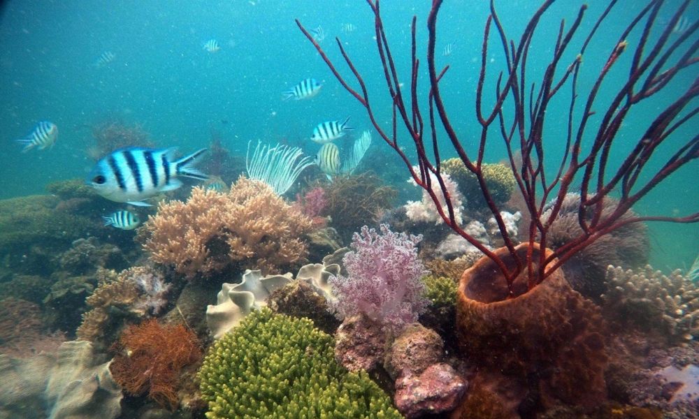 Cẩm nang du lịch Phú Quốc 2023 Phần 1 16