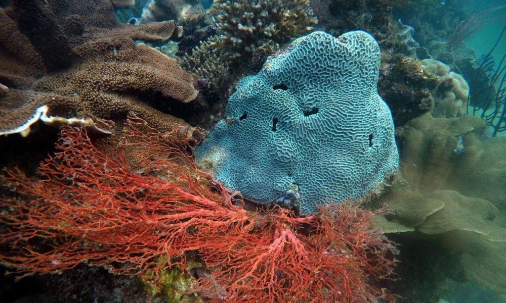 Cẩm nang du lịch Phú Quốc 2023 Phần 1 17