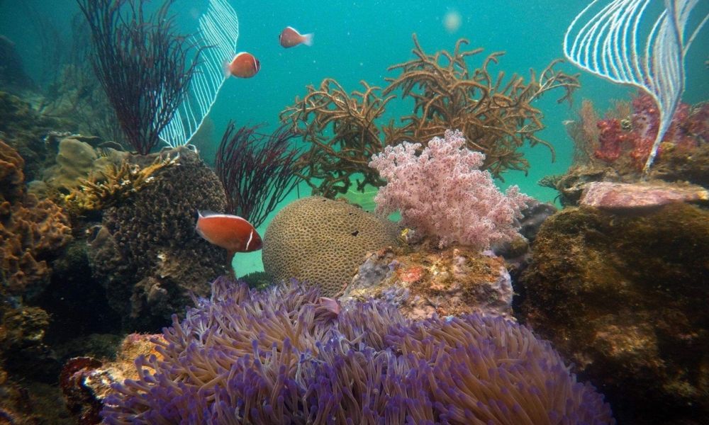 Cẩm nang du lịch Phú Quốc 2023 Phần 1 18