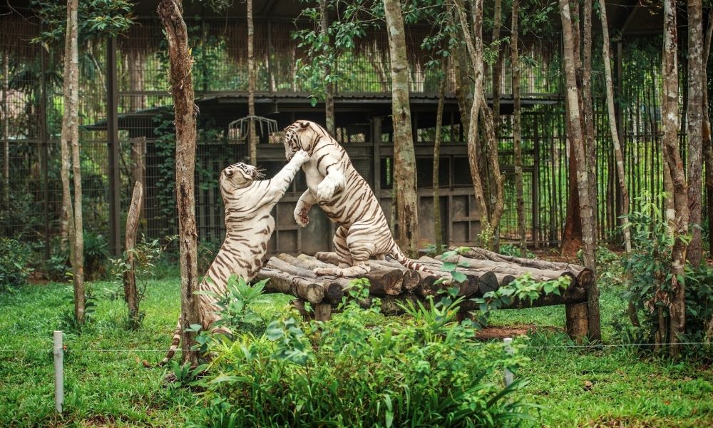 Cẩm nang du lịch Phú Quốc 2023 Phần 1 6