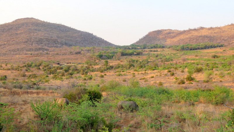 Chiêm ngưỡng Big Five ở vườn quốc gia Nam Phi - Pilanesberg Safari ảnh 12