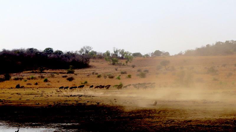 Chiêm ngưỡng Big Five ở vườn quốc gia Nam Phi - Pilanesberg Safari ảnh 15