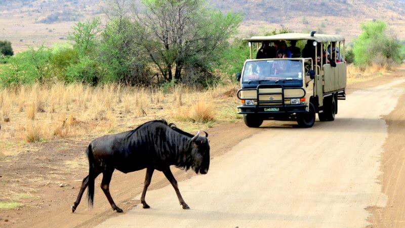 Chiêm ngưỡng Big Five ở vườn quốc gia Nam Phi - Pilanesberg Safari ảnh 5
