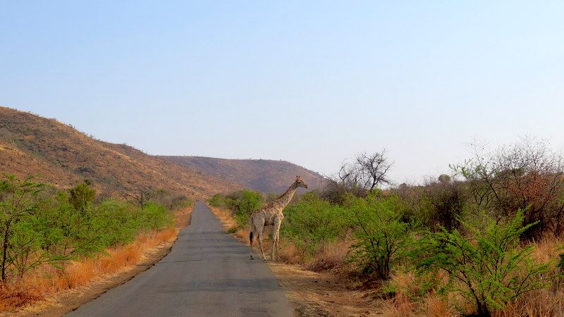Chiêm ngưỡng Big Five ở vườn quốc gia Nam Phi - Pilanesberg Safari ảnh 6
