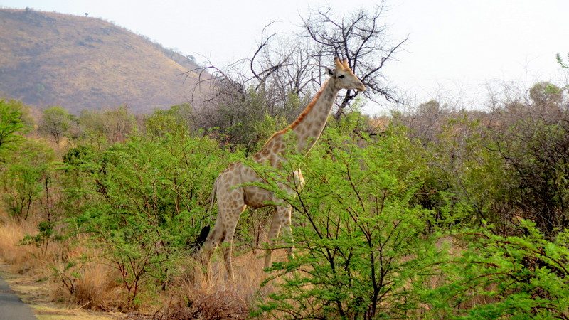 Chiêm ngưỡng Big Five ở vườn quốc gia Nam Phi - Pilanesberg Safari ảnh 7