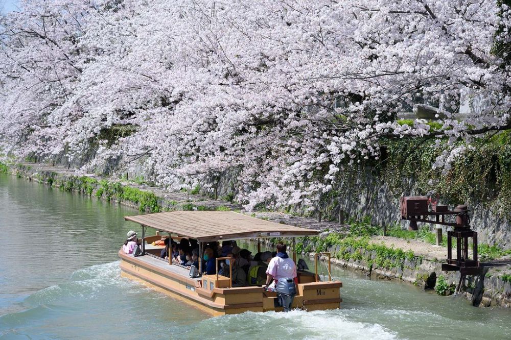 Chiêm ngưỡng mùa hoa anh đào nở rộ khắp Nhật Bản 10