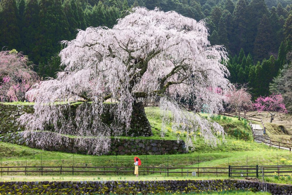 Chiêm ngưỡng mùa hoa anh đào nở rộ khắp Nhật Bản 12