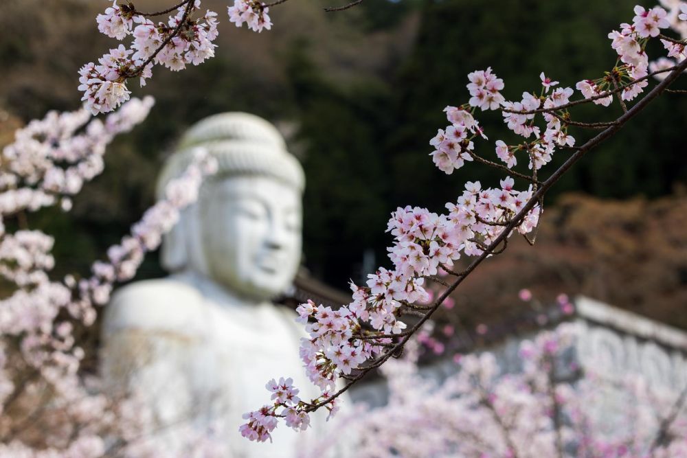 Chiêm ngưỡng mùa hoa anh đào nở rộ khắp Nhật Bản 13