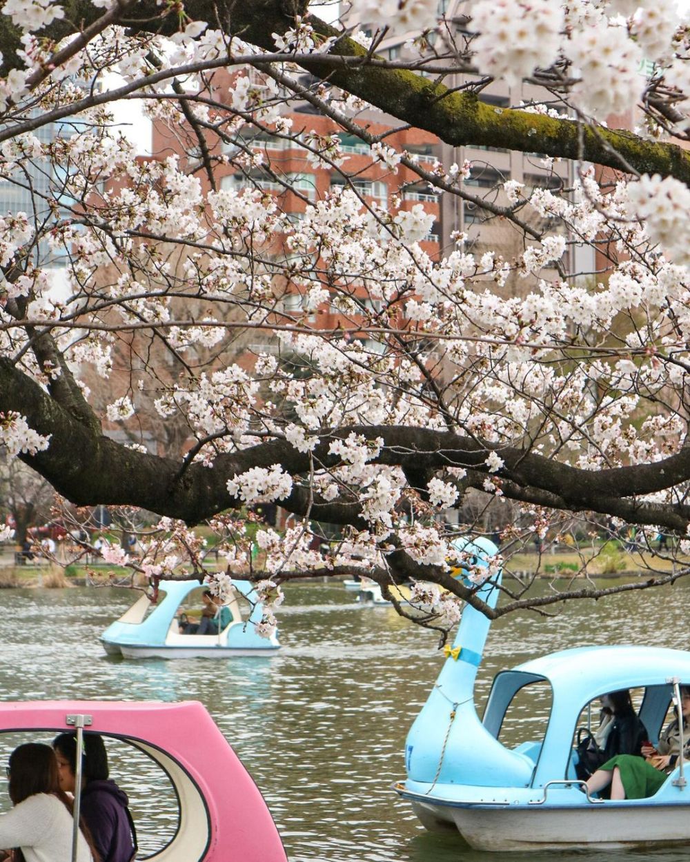 Chiêm ngưỡng mùa hoa anh đào nở rộ khắp Nhật Bản 2