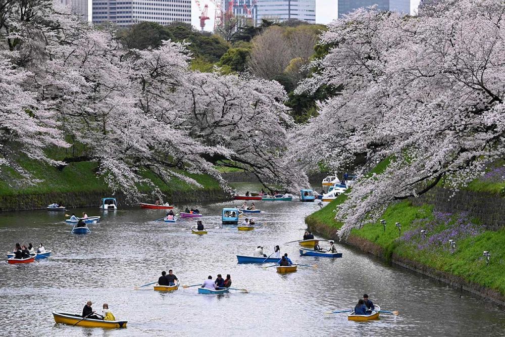 Chiêm ngưỡng mùa hoa anh đào nở rộ khắp Nhật Bản 3