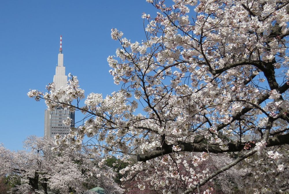 Chiêm ngưỡng mùa hoa anh đào nở rộ khắp Nhật Bản 4