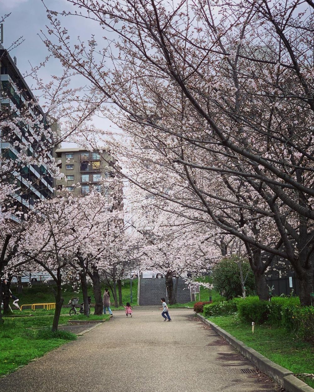 Chiêm ngưỡng mùa hoa anh đào nở rộ khắp Nhật Bản 5