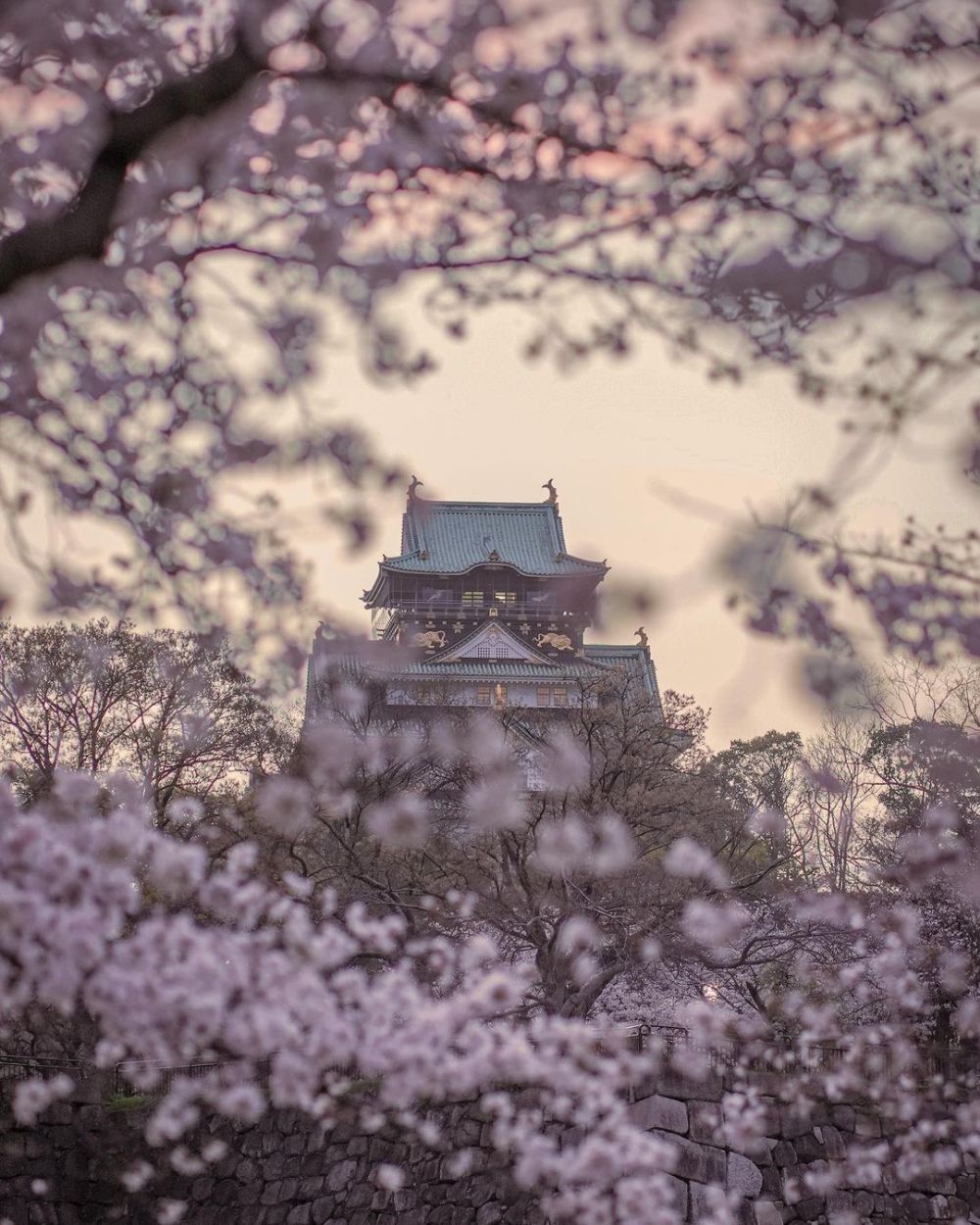 Chiêm ngưỡng mùa hoa anh đào nở rộ khắp Nhật Bản 6