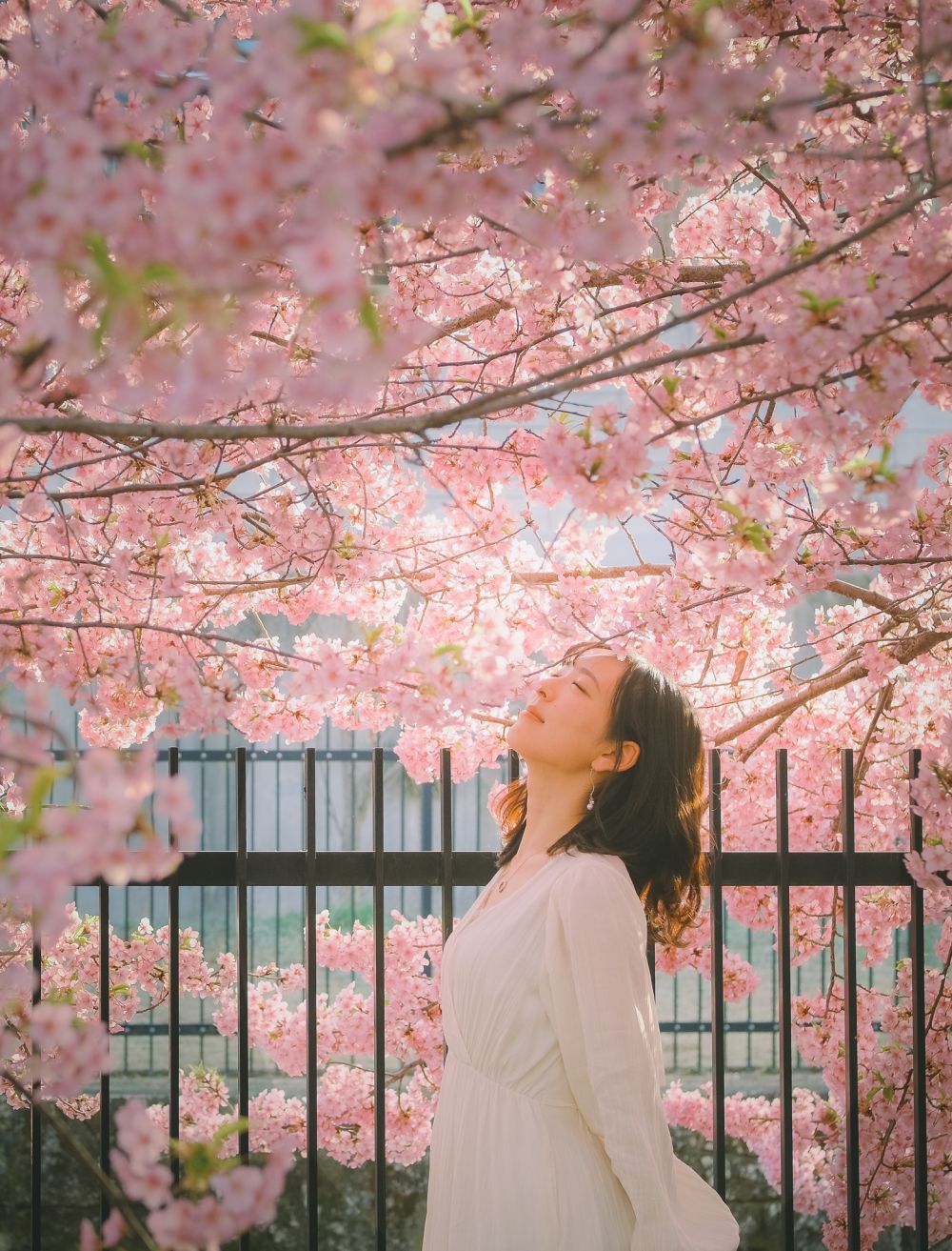 Chiêm ngưỡng mùa hoa anh đào nở rộ khắp Nhật Bản 8