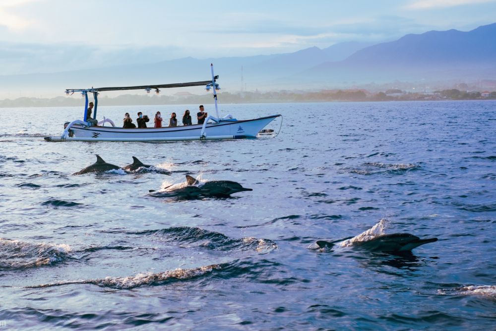 Đến Bali theo thuyền ngắm đàn cá heo lúc bình minh 3