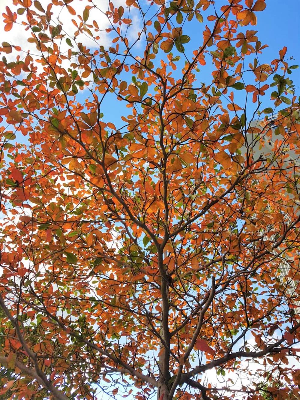 Địa điểm ngắm mùa thu ở châu Á tuyệt đẹp - Ảnh 8