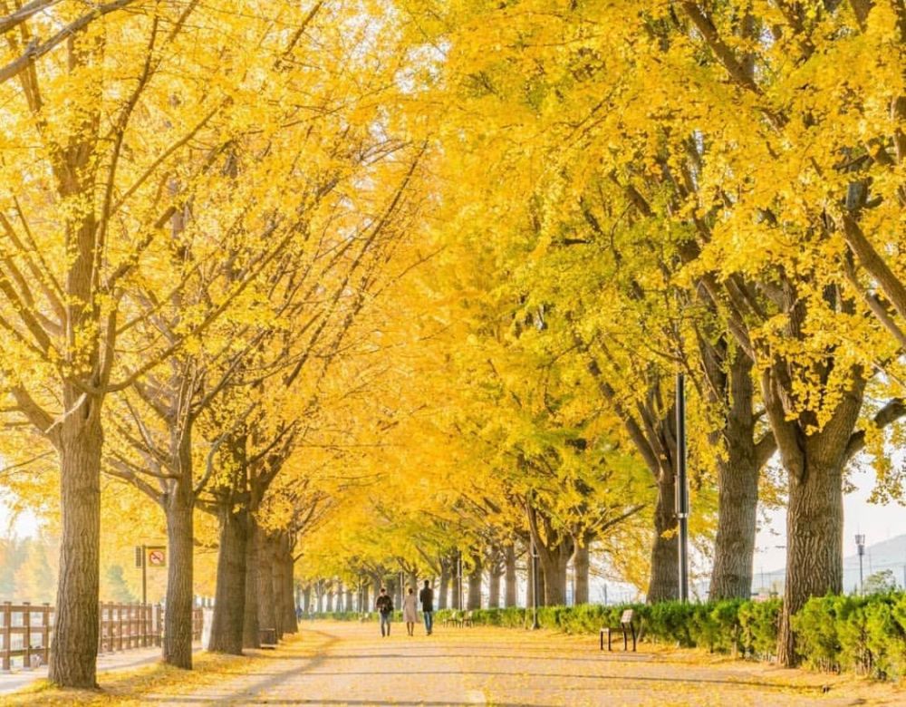 Du lịch Hàn Quốc mùa thu với những điểm đến tuyệt đẹp! 2