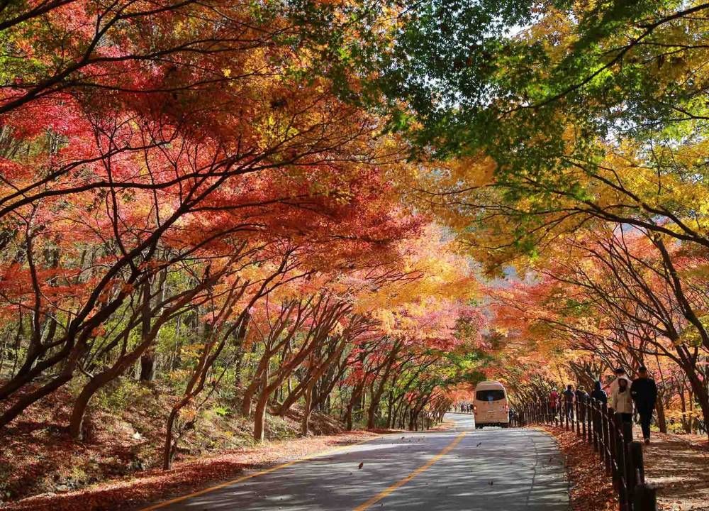 Gợi ý 5 địa điểm ngắm mùa Thu tuyệt đẹp ở Hàn Quốc ảnh 4