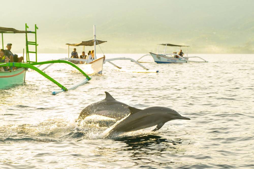 Hành trình đỉnh cao khám phá Bali và ngắm cá heo Lovina ảnh 1