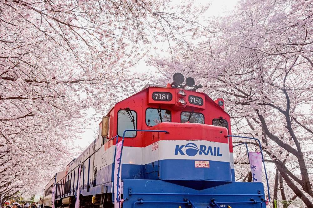 Hoa anh đào Hàn Quốc 2026 nở từ cuối tháng 3 ảnh 3