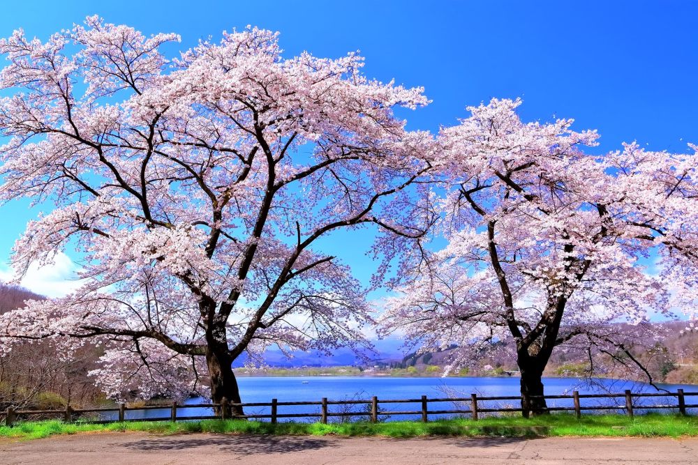 Hoa anh đào nở sớm giữa mùa Đông ấm áp xứ Phù Tang - Ảnh 2