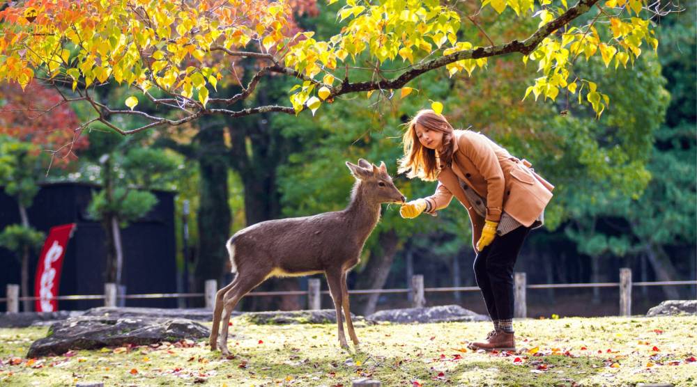 Hòa mình vào sắc thu lá đỏ cùng Tour Nhật Bản ảnh 10