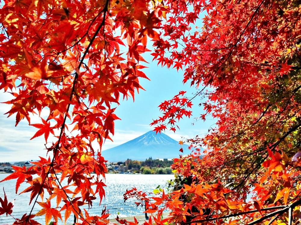 Hòa mình vào sắc thu lá đỏ cùng Tour Nhật Bản ảnh 5