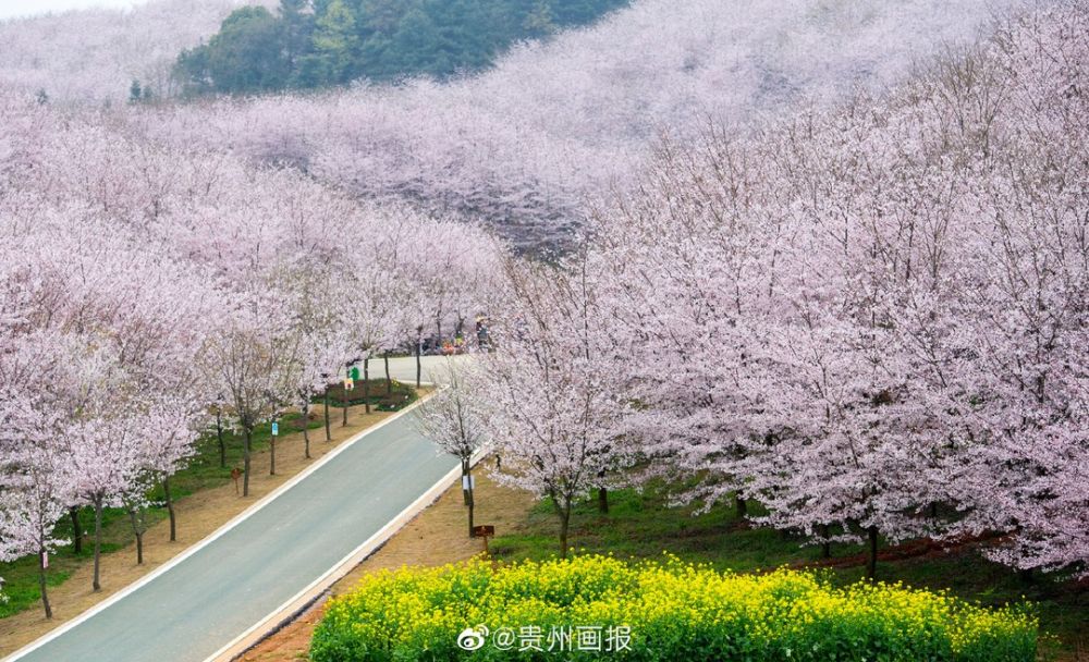 Hòn đảo Hoa Anh Đào làm say đắm du khách ở Trung Quốc - Ảnh 6