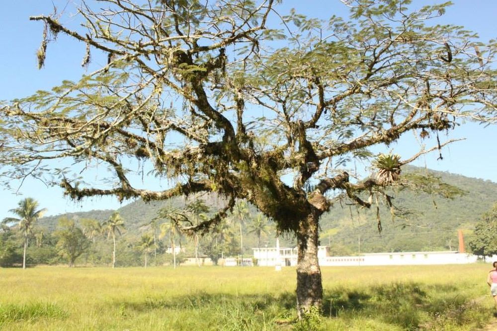 Hòn đảo thiên đường có quá khứ đen tối ở Brazil 7