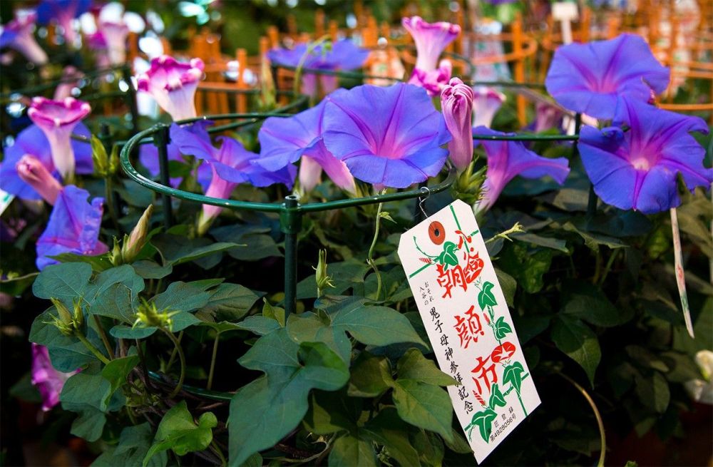 Khám phá các mùa hoa quyến rũ khi du lịch Nhật Bản hè 2023 10