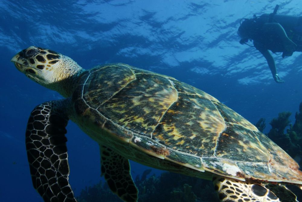 Khám phá quần đảo nguyên sơ ở Mỹ 3