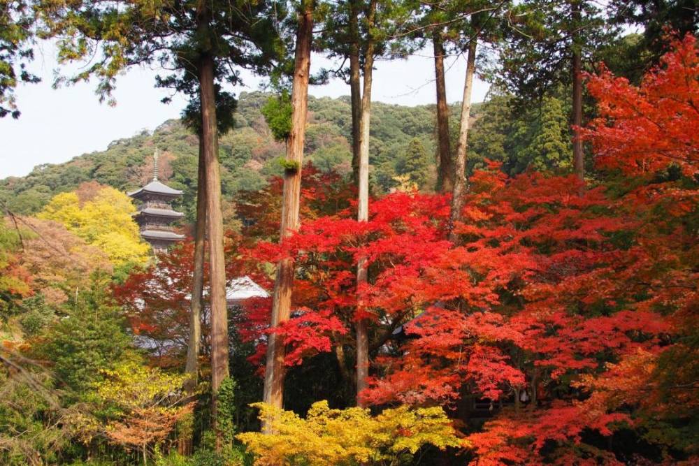 Shimane - Hiroshima - Okayama đường bay thẳng - Ảnh 9