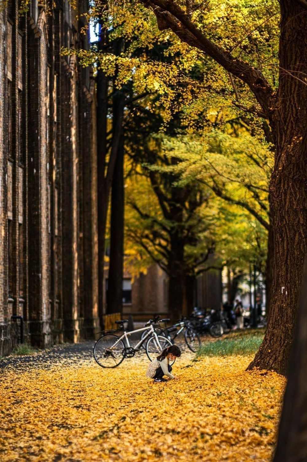 Khám phá vẻ đẹp mộng mơ của mùa thu Nhật Bản 11