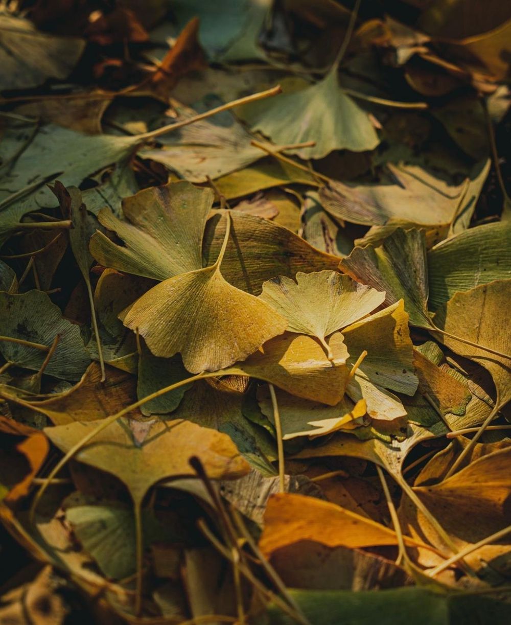 Khám phá vẻ đẹp mộng mơ của mùa thu Nhật Bản 13