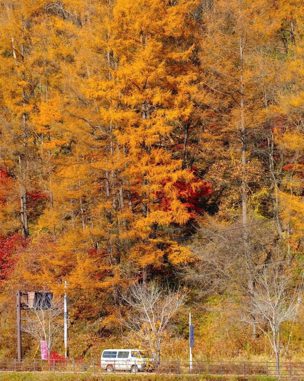 Khám phá vẻ đẹp mộng mơ của mùa thu Nhật Bản 15