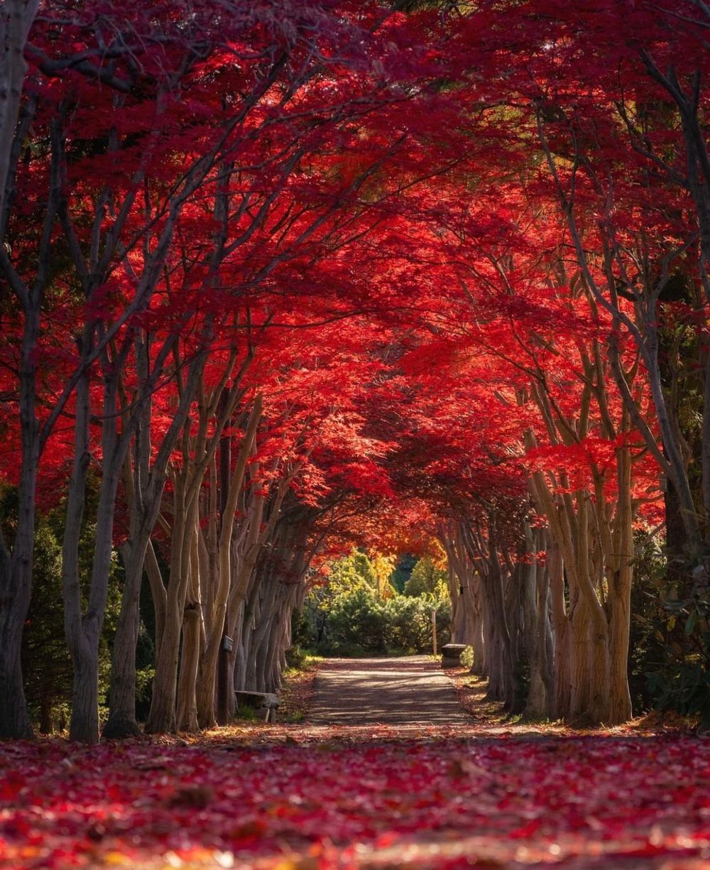 Khám phá vẻ đẹp mộng mơ của mùa thu Nhật Bản 18