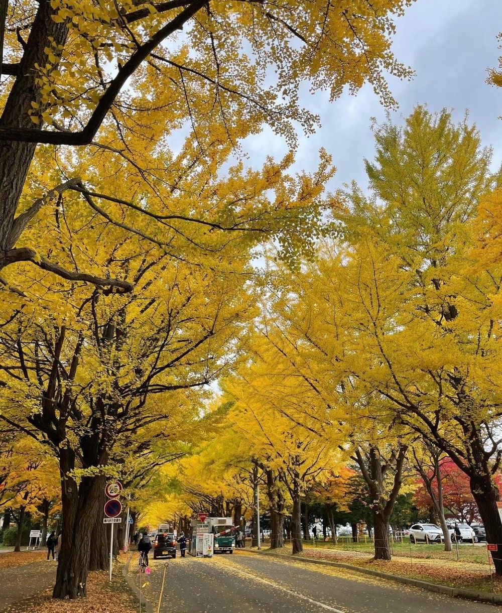 Khám phá vẻ đẹp mộng mơ của mùa thu Nhật Bản 21