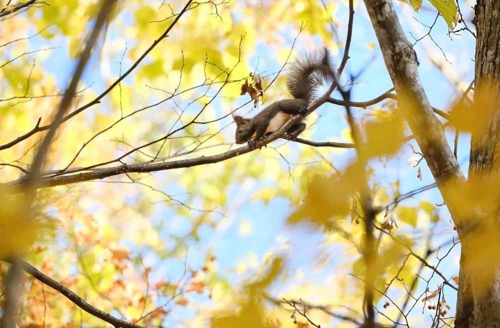 Khám phá vẻ đẹp mộng mơ của mùa thu Nhật Bản 22