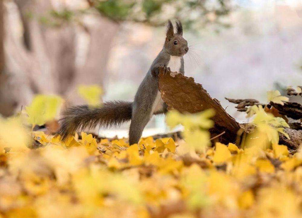 Khám phá vẻ đẹp mộng mơ của mùa thu Nhật Bản 23