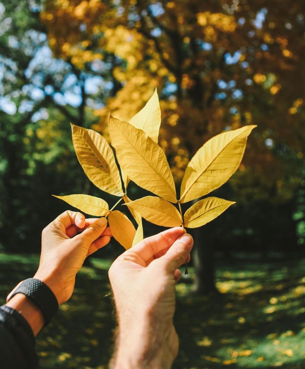 Khám phá vẻ đẹp mộng mơ của mùa thu Nhật Bản 24