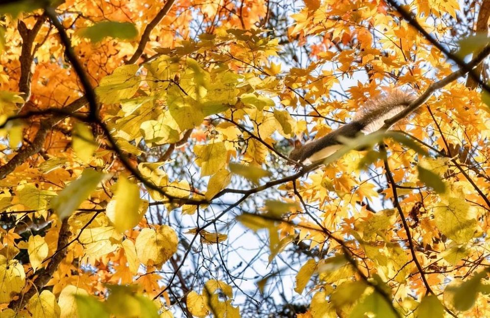 Khám phá vẻ đẹp mộng mơ của mùa thu Nhật Bản 25