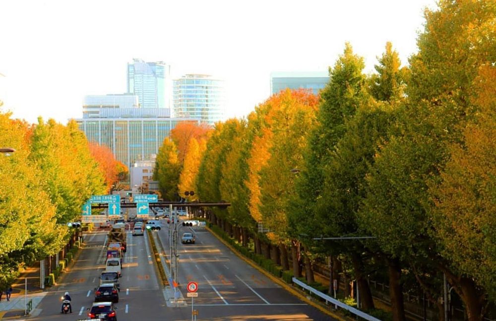 Khám phá vẻ đẹp mộng mơ của mùa thu Nhật Bản 3