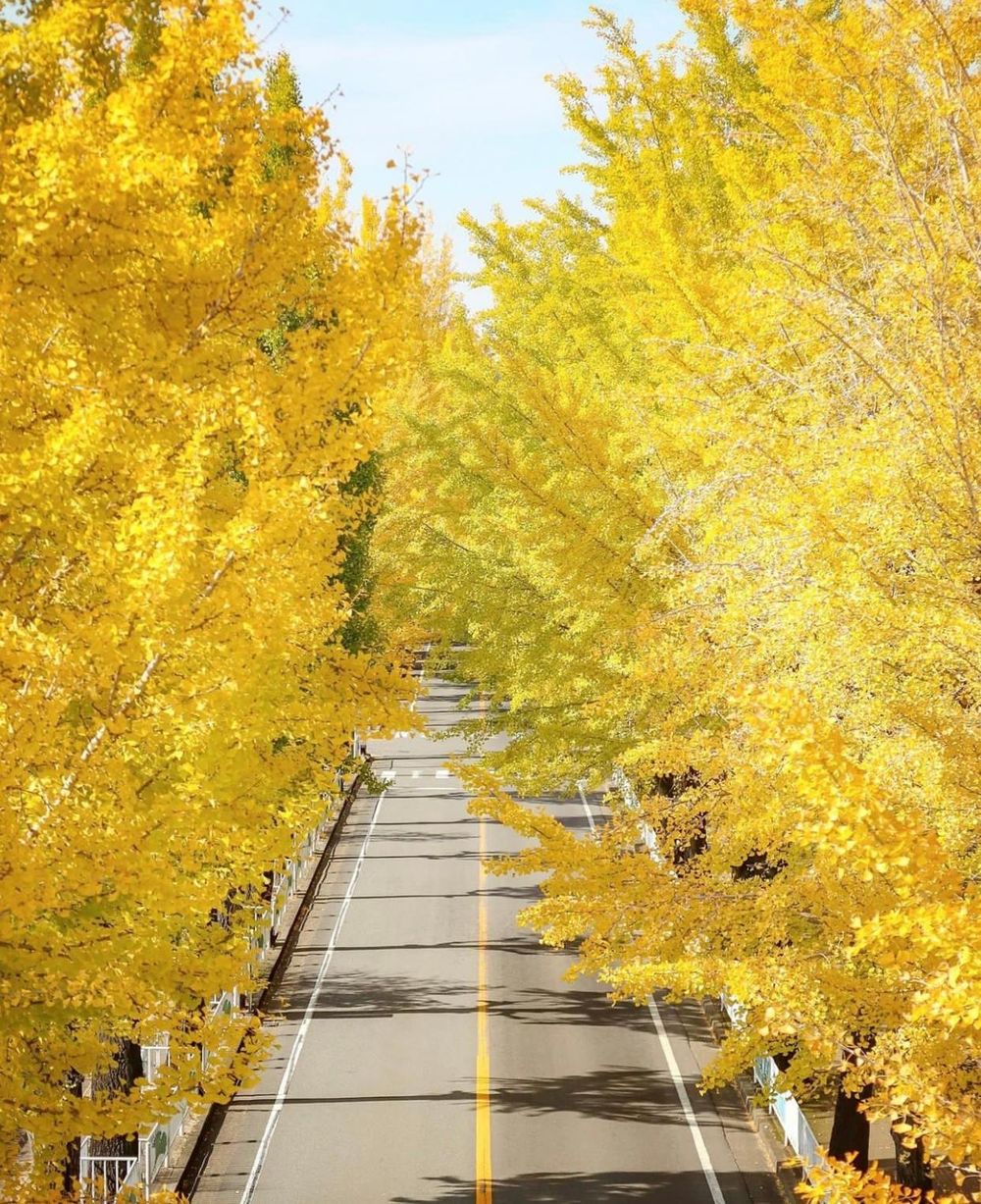 Khám phá vẻ đẹp mộng mơ của mùa thu Nhật Bản 30