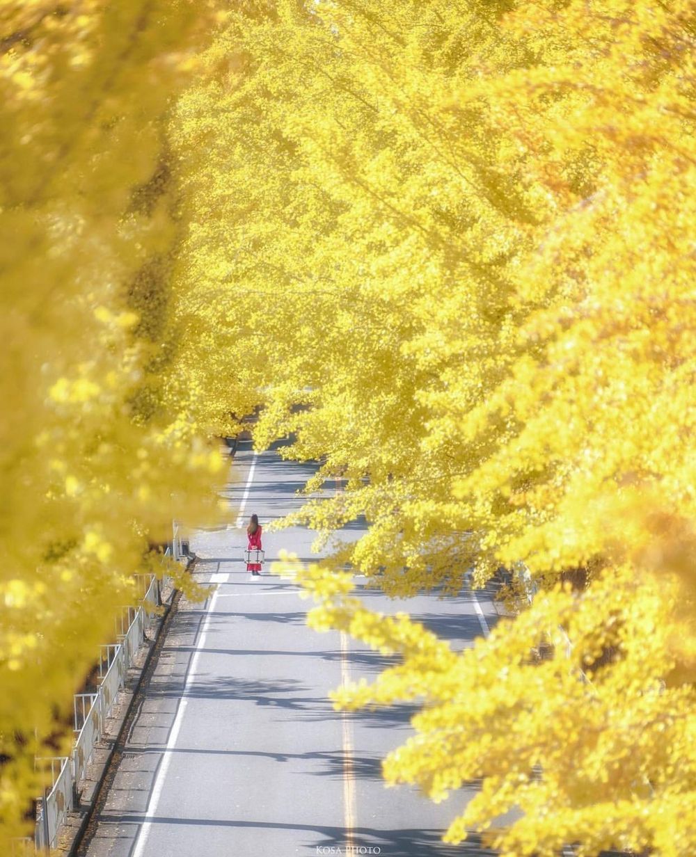 Khám phá vẻ đẹp mộng mơ của mùa thu Nhật Bản 31