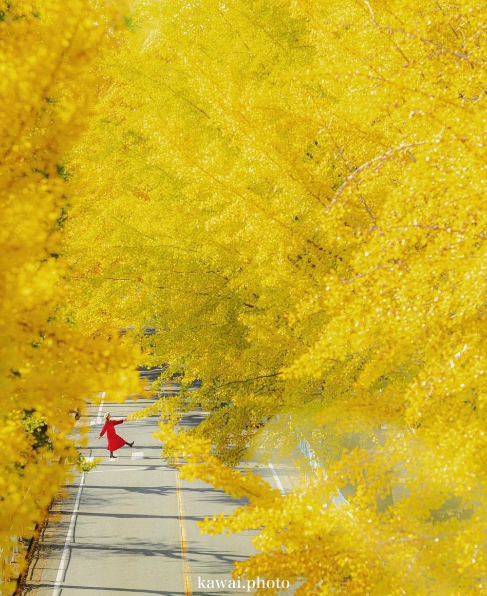 Khám phá vẻ đẹp mộng mơ của mùa thu Nhật Bản 32